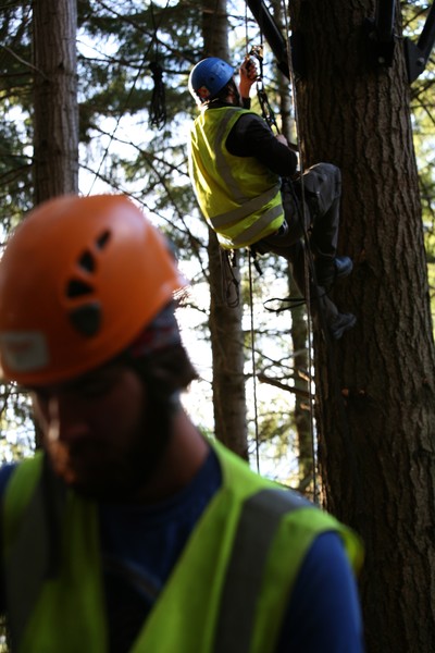 Ziptrek team members building the new aerial tree platforms.